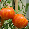 Tomato Tegerella